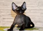 Kevin - Devon Rex Kitten For Sale - Norwalk&comma; CT&comma; US