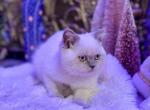 Sugar - Scottish Straight Kitten For Sale - Charlottesville, VA, US