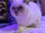 snow - Scottish Straight Kitten For Sale - Charlottesville, VA, US