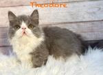 Theodore - Munchkin Kitten For Sale - Neosho&comma; MO&comma; US