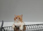 Tica red and white exotic shorthair - Exotic Kitten For Sale - Woodburn&comma; IN&comma; US