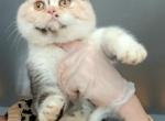Tica exotic shorthair female ready to go - Exotic Kitten For Sale - Woodburn&comma; IN&comma; US