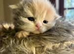 Flora - Persian Kitten For Sale - Turlock&comma; CA&comma; US