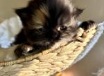 Fauna - Persian Kitten For Sale - Turlock&comma; CA&comma; US