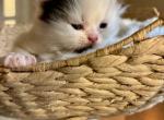 Merryweather - Persian Kitten For Sale - Turlock&comma; CA&comma; US