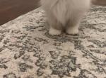 Terry the Ragdoll RESERVED - Ragdoll Kitten For Sale - Mount Vernon&comma; WA&comma; US