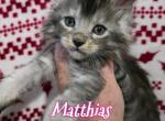 Matthias Blessings Litter - Maine Coon Kitten For Sale - Kingman&comma; AZ&comma; US