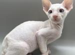 Cornish Rex Male Kitten - Cornish Rex Kitten For Sale