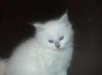 Tica lilac female2 - Ragdoll Kitten For Sale - Butler&comma; PA&comma; US