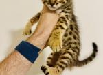 Jasmine kittens - Savannah Kitten For Sale - Encinitas&comma; CA&comma; US