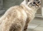 Sage - Ragdoll Cat For Sale - Freeburg&comma; PA&comma; US