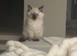 seal point girl - Ragdoll Kitten For Sale - Barrington&comma; IL&comma; US