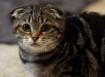 Fantasia - Scottish Fold Kitten For Sale - North Richland Hills&comma; TX&comma; US