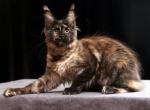 Lera - Maine Coon Kitten For Sale - Hollywood, FL, US