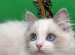 Allure Ragdolls TICA Pedigreed Ragdolls - Ragdoll Kitten For Sale - Greenwich&comma; CT&comma; US