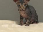 N - Sphynx Kitten For Sale - Brooklyn&comma; NY&comma; US
