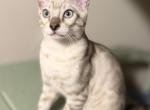Phil male snow Bengal kitten christmas deal - Bengal Kitten For Sale - Raeford&comma; NC&comma; US