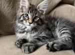 Randsom - Maine Coon Kitten For Sale/Service - Jacksonville&comma; FL&comma; US