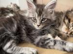 Bonya - Maine Coon Kitten For Sale - Jacksonville&comma; FL&comma; US