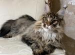 JOEY Mainecoon boy brown tabby - Maine Coon Kitten For Sale - CA&comma; US