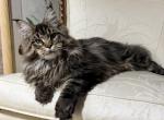 AXEL maine coon male kitten - Maine Coon Kitten For Sale - CA&comma; US