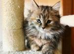 Trixie - Siberian Kitten For Sale - Clintwood&comma; VA&comma; US