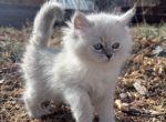 Siberian girl - Siberian Kitten For Sale - CO&comma; US
