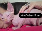Juno Red pink boy - Sphynx Kitten For Sale - Fort Worth&comma; TX&comma; US