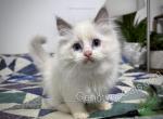 Connolly - Ragdoll Kitten For Sale - Tuscaloosa, AL, US