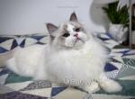Helga - Ragdoll Kitten For Sale - Tuscaloosa&comma; AL&comma; US