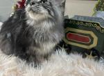 Leon polydactyl - Maine Coon Kitten For Sale - 