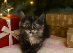 Female tortie - Maine Coon Kitten For Sale - Frenchtown&comma; MI&comma; US