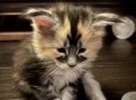 Mira RARE COLOR Black Smoke Tortie with White - Maine Coon Kitten For Sale - Roscoe&comma; IL&comma; US