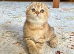 Golden boy - Scottish Fold Kitten For Sale - MA&comma; US