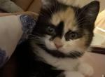 Mary - Scottish Straight Kitten For Sale - AND&comma; SC&comma; US