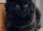 Polly - Maine Coon Cat For Sale - Jackson&comma; TN&comma; US