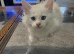 Red chinchilla - Maine Coon Kitten For Sale - OH&comma; US