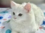 Scottish Straight Male - Scottish Straight Kitten For Sale - 