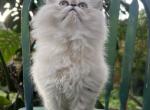 Christmas Babies - Persian Kitten For Sale - Orlando&comma; FL&comma; US