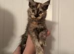 Ember Purebred Maine Coon - Maine Coon Kitten For Sale - St&period; Louis&comma; MO&comma; US