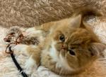 Exotic Shorthair kitten full of love and cuteness - Exotic Kitten For Sale - Harrisburg&comma; PA&comma; US