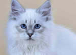 Tobias - Siberian Kitten For Sale - Brighton&comma; CO&comma; US