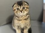 Fiona - Scottish Fold Kitten For Sale - Howard Lake&comma; MN&comma; US