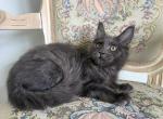 Maine Coon Blue Male Kitten - Maine Coon Kitten For Sale - 