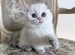 Scottish Fold Seal Point Female Kitten - Scottish Fold Kitten For Sale - 