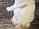 Flame - Maine Coon Kitten For Sale - Chouteau&comma; OK&comma; US