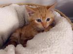 Orange handsome boy - Domestic Kitten For Sale - Vancouver&comma; WA&comma; US