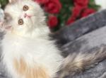Athena ready for Christmas - Persian Kitten For Sale - Lakeland&comma; FL&comma; US