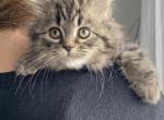Himalayan mix - Himalayan Kitten For Sale - Vestal&comma; NY&comma; US
