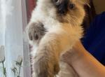 June litter - Himalayan Cat For Sale - Vestal&comma; NY&comma; US